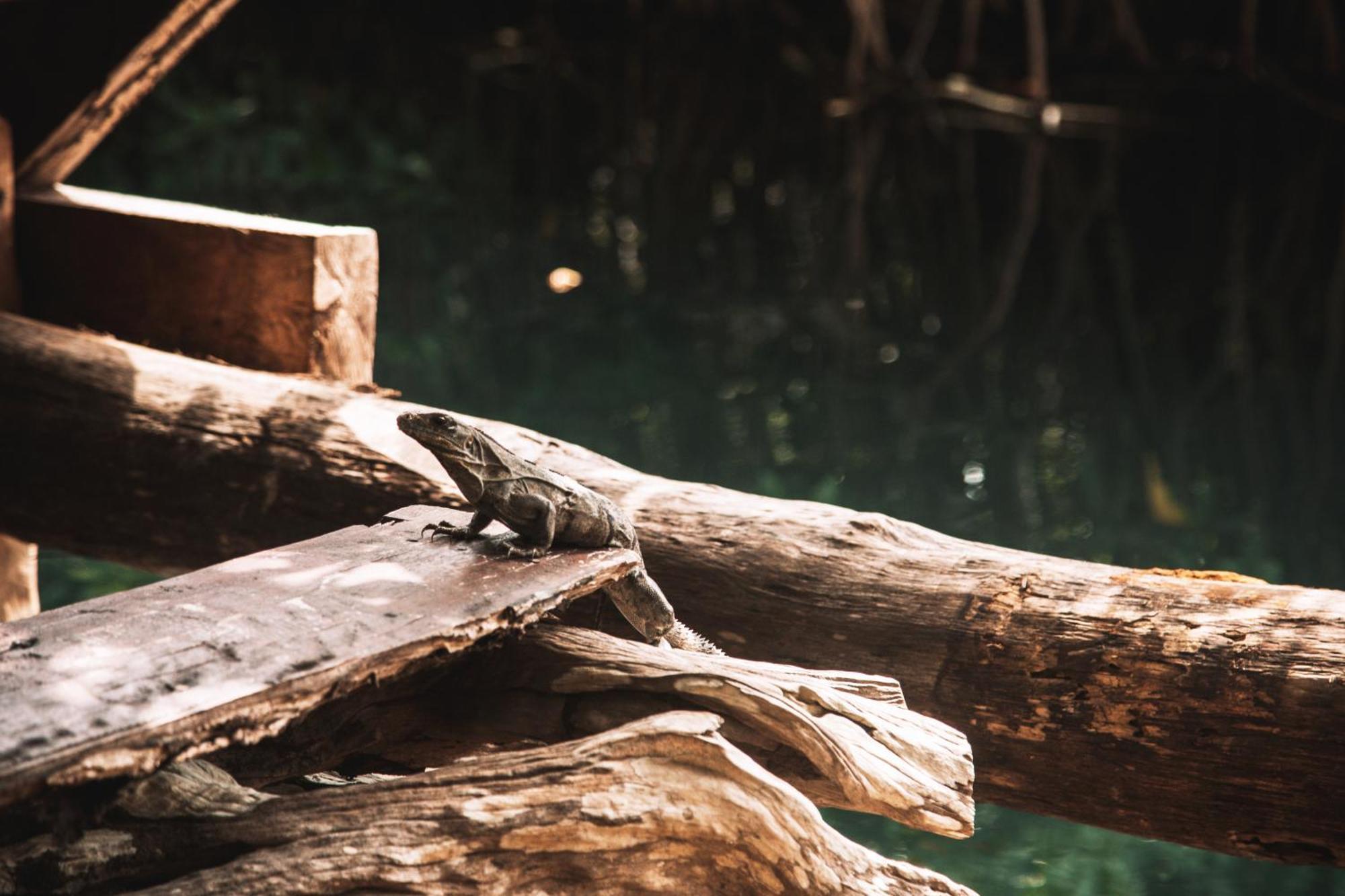 Hotel Uman Glamping & Cenote Tulum Exterior foto